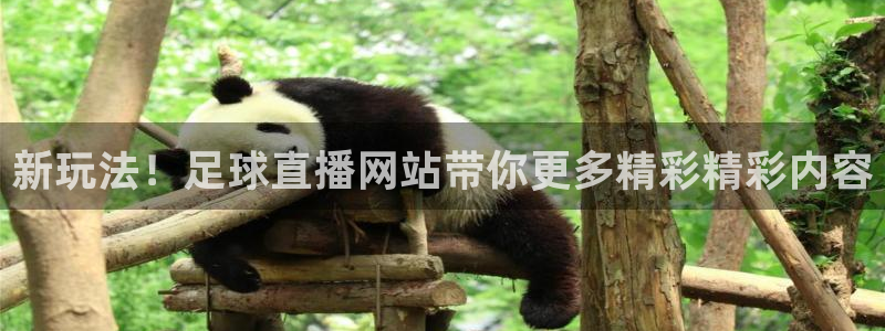劲爆体育节目表直播：新玩法！足球直播网站带你更多精彩精彩内容